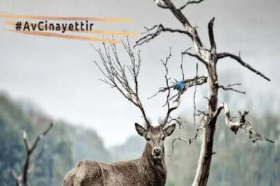’Avcılık yasaklansın’ çağrısı