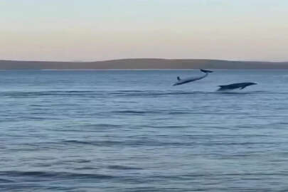Bodrum’da balıkçılar, yunusların gösterisini görüntüledi
