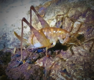 Diyarbakır’da bulunan yeni çekirge türüne ‘Troglophilus diclensis’ ismi verildi