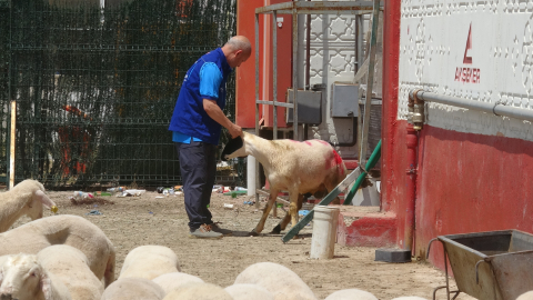 Cumhurbaşkanı Erdoğan'ın bağışladığı kurbanlık 2 koç, Konya'da kesildi