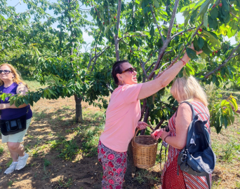 Perihan Savaş, Şarköy'de kiraz hasadına katıldı