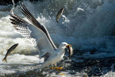 Bayramda 7/24 inci kefali denetimi