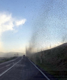 Çıldır Gölü'nde ‘sinek fırtınası’