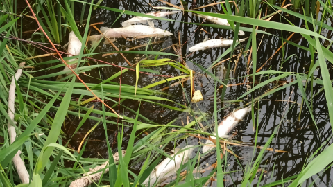 Kayseri'de sulama kanalında toplu balık ölümleri