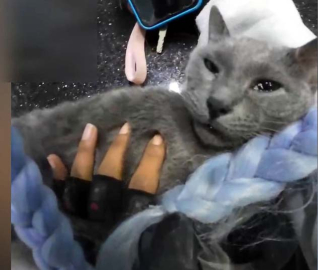 İstanbul - Esenyurt'ta kadın motokuryenin kalbi duran kediyi kurtarma çabası kamerada