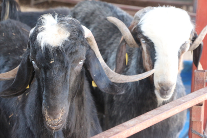 'Kurban etini serin ortamda dinlendirip, iç sıcaklığı 70 derece üzerinde pişirin'