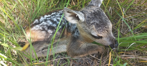 Tarlada bulunan yavru karaca annesine kavuştu