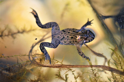 30 yıldır çektiği yaban hayatı fotoğraflarıyla, geleceğe kaynak bırakmaya hazırlanıyor/Ek fotoğraflar