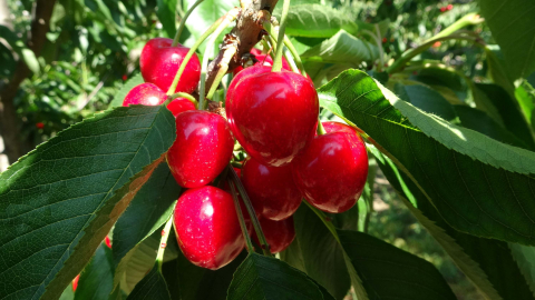 Çay bardağına sığmayan 'Lapseki devi' kirazda hasat zamanı