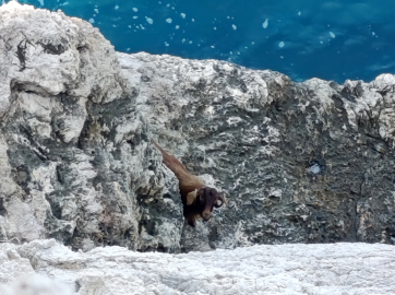 Kayalıklarda 3 gün mahsur kalan keçi kurtarıldı