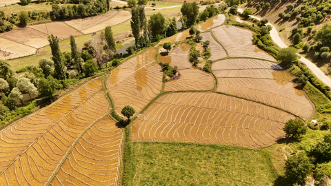 Bitlis'te asırlık çeltik geleneği sürüyor / Ek fotoğraflar