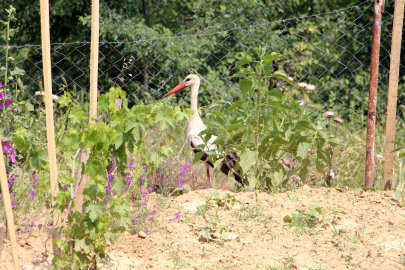 Bahçelerine düşen yaralı leyleğe sahip çıkıp, balıkla beslediler