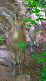 Anne ve yavru dağ keçisi doğada böyle görüntülendi