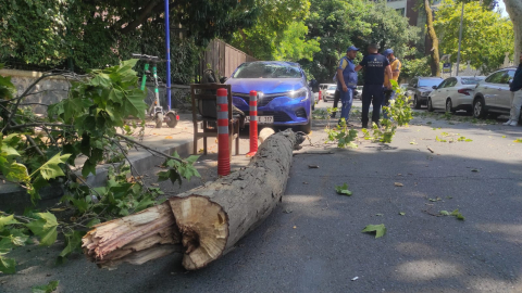 İstanbul - Beşiktaş'ta tarihi çınarın kuruyan kolu park halindeki otomobilin üzerine düştü