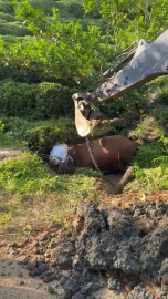 Rize’de kaçan boğa iş makinesiyle kurtarıldı; o anlar kamerada