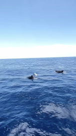 Alanya'da yunuslar tekneye eşlik etti, turistler izledi