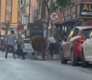 İstanbul - Ümraniye'de kurbanlık boğa pazardan kaçtı; bir başka boğa ise otoyolda kamyonetten düştü -3 / Ek görüntü