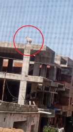 Kaçıp 3 katlı binanın üzerine çıkan koçu, sahibi satmaktan vazgeçti