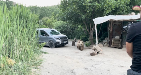 Nemrut’ta ayı ve 2 yavrusu, belgesel ekibinin kurduğu sofrayı dağıttı