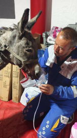 Ödemiş’te küle dönmüş alanın ortasındaki 5 dönüm zeytinlik, yangından etkilenmedi