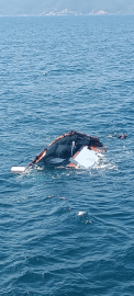 Yalova'dan Yunanistan'a açılan iş insanın teknesi parçalanmış bulundu, kendisi kayıp/ Ek fotoğraf