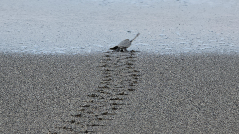 Hatay’da nesli tükenme tehlikesindeki kaplumbağalar denizle buluştu