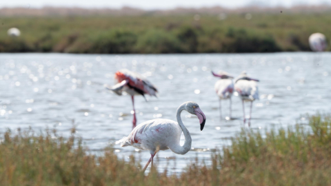 İzmir'de 'Flamingo Yolu' turu renkli görüntülere sahne oluyor
