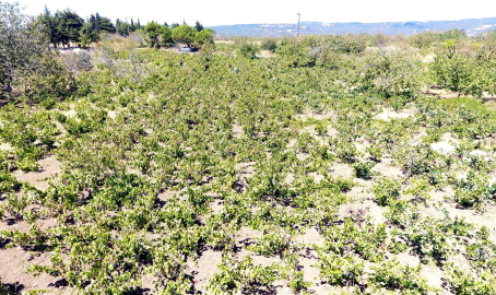 Tekirdağ'da kuraklık üzümde rekolte ve kalite kaybına neden oldu