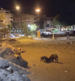 Yaban domuzları sahile indi