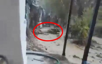 Aydın’da sağanak etkili oldu, sele kapılan 15 büyükbaş kurtarıldı; o anlar kamerada (2)