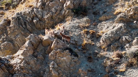 Munzur Dağları'ndaki yaban keçileri dron kamerasında