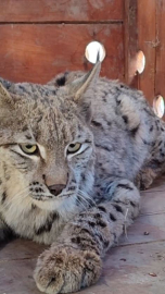 Su kanalına düşen vaşak kurtarılıp, bakıma alındı