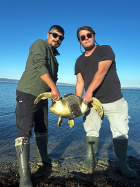 1 metre boyundaki 50 kiloluk caretta kıyıda ölü bulundu