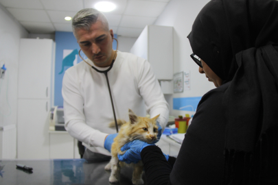Sivas'ta kedi AIDS'ine rastlandı, uzmanı 'kontrol' uyarısı yaptı