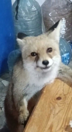 Bağ evinin bahçesine giren tilkileri besledi