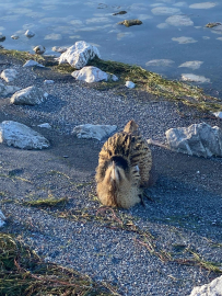 Eğirdir Gölü'nde yaralı bulunan Güney Amerika balabanı koruma altına alındı