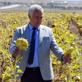 2050 yılında buğday, mısır, ayçiçeği üretimi düşecek