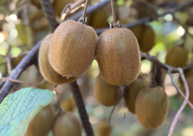 Tescilli Ordu kivisinde hasat sürüyor, 500 milyon TL kazanç hedefleniyor