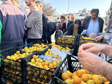 Hatay'da üreticiler, alıcı çıkmayan tonlarca mandalinayı ücretsiz dağıttı
