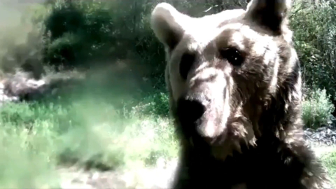 Ormanda yavrularıyla gezen ayı, fotokapana saldırdı