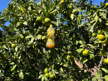 Öğrencilerin tarım zararlısına karşı ürettikleri ürünü, çiftçiler kullanmaya başladı