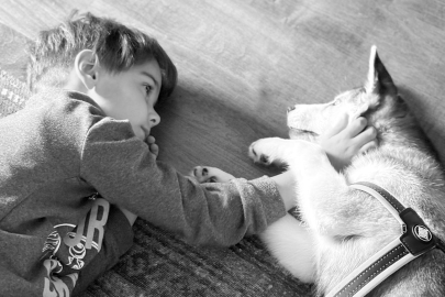 Zayu ile Başlayan Yolculuk: Bir Husky’nin Aileye Kattığı Dinginlik